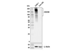 Cell Signaling Technology CD248 E9Z7O XPR Rabbit mAb