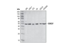 Cell Signaling Technology&nbsp;CDC37 D11A3 XPR Rabbit mAb