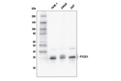 Cell Signaling Technology&nbsp;PYCR1 Antibody 100 ul