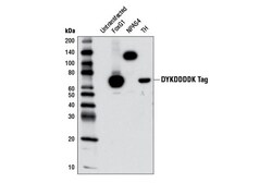 Cell Signaling Technology DYKDDDDK Tag 9A3 Mouse mAb