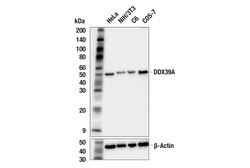 Cell Signaling Technology&nbsp;DDX39A F7T4J Rabbit mAb 100