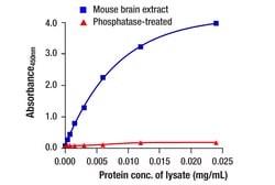 Cell Signaling Technology&nbsp;Phospho-Tau Ser416 Matched A