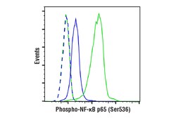 Cell Signaling Technology&nbsp;NF-kappa-B p65 Antibody Sample
