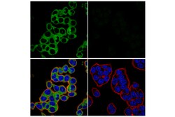 Cell Signaling Technology KIF5B E3H4J Rabbit mAb 100 u