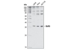 Cell Signaling Technology&nbsp;DcR3 Antibody 20 ul