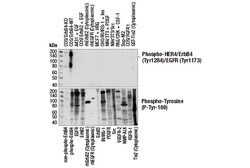 Cell Signaling Technology Phospho-HER4/ErbB4 Tyr1284/E