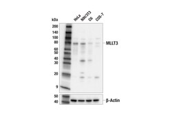 Cell Signaling Technology MLLT3 E5Z7U Rabbit mAb 100 u