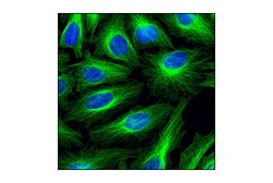 Cell Signaling Technology Cellular Localization IF Antib
