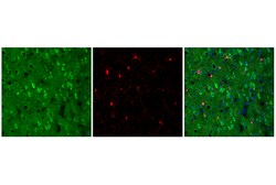 Cell Signaling Technology Rab7 E9O7E Mouse mAb Alexa