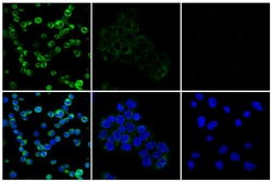 Cell Signaling Technology&nbsp;FGL1 E8V9Q Rabbit mAb 100 ul