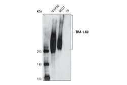 Cell Signaling Technology&nbsp;TRA-1-60S TRA-1-60S Mous