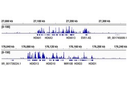 Cell Signaling Technology&nbsp;CUT Tag Dual Index Primers and