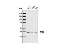 Cell Signaling Technology ARP3 Antibody 20 ul