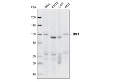 Cell Signaling Technology&nbsp;ORC1 7A7 Rat mAb 20 ul