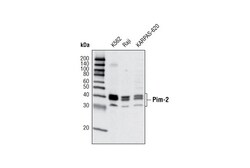 Cell Signaling Technology Pim-2 D1D2 Rabbit mAb 20 ul