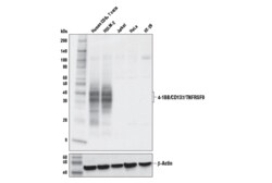Cell Signaling Technology 4-1BB/CD137/TNFRSF9 E8T1Q Ra