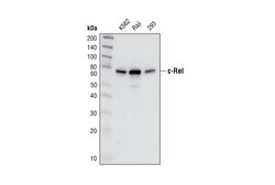 Cell Signaling Technology c-Rel Antibody 20 ul