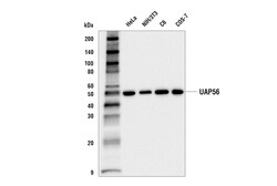 Cell Signaling Technology&nbsp;UAP56 E7W7M Rabbit mAb 100 u