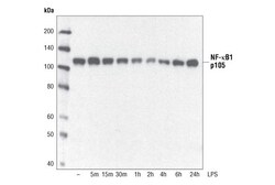 Cell Signaling Technology NF-kappa-B1 p105 Antibody 20 u