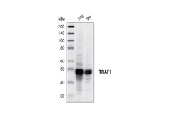 Cell Signaling Technology TRAF1 45D3 Rabbit mAb 20 ul