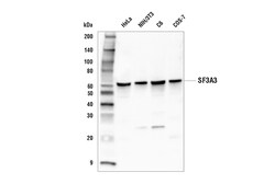 Cell Signaling Technology SF3A3 Antibody 100 ul