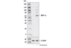 Cell Signaling Technology XBP-1s E7M5C Mouse mAb 100 u