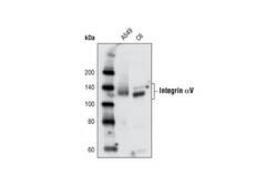 Cell Signaling Technology&nbsp;Integrin alpha-V Antibody 20 u