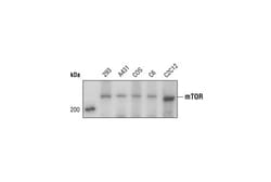 Cell Signaling Technology&nbsp;mTOR 7C10 Rabbit mAb BSA an