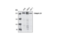 Cell Signaling Technology&nbsp;Integrin beta-4 Antibody 100 u