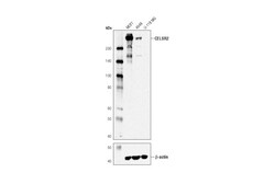 Cell Signaling Technology&nbsp;CELSR2 D2M9H XPR Rabbit mA