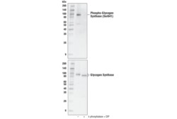 Cell Signaling Technology&nbsp;Phospho-Glycogen Synthase Ser