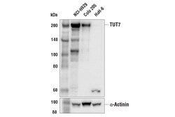 Cell Signaling Technology&nbsp;TUT7 Antibody 100 ul