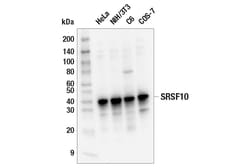 Cell Signaling Technology&nbsp;SRSF10 E9A6K Rabbit mAb 100
