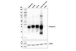 Cell Signaling Technology&nbsp;Granzyme B D6E9W Rabbit mAb