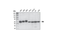 Cell Signaling Technology&nbsp;Akt pan 11E7 Rabbit mAb 20