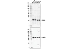 Cell Signaling Technology&nbsp;PRDX2 Antibody 100 ul