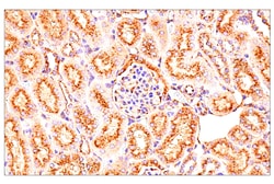 Cell Signaling Technology&nbsp;LAMP1 E6N3R Rabbit mAb 100 u