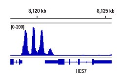 Cell Signaling Technology&nbsp;ACTL6B/BAF53B E5X8C Rabbit m