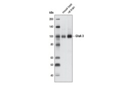 Cell Signaling Technology AMPA Receptor 3 GluA 3 D47E