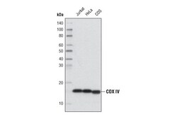 Cell Signaling Technology&nbsp;Loading Control Antibody Sampl