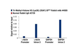 Cell Signaling Technology&nbsp;Methyl-Histone H3 Lys36 Anti