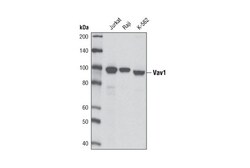 Cell Signaling Technology Vav1 D45G3 Rabbit mAb 20 ul