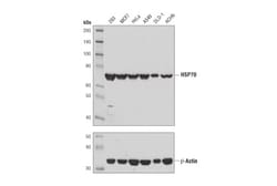 Cell Signaling Technology&nbsp;HSP70 D1M6J Mouse mAb 100 ul