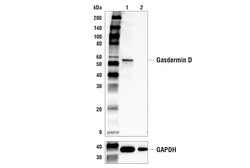 Cell Signaling Technology&nbsp;Gasdermin D E4M2W Rabbit mAb