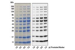 Cell Signaling Technology&nbsp;Anti-Blue 2D2F11 Mouse mAb