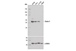 Cell Signaling Technology Cavin-1 D8C1D Rabbit mAb 100