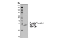 Cell Signaling Technology&nbsp;Mouse Heart Tissue Control Ext
