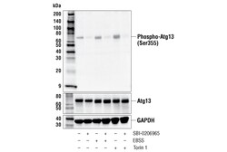 Cell Signaling Technology&nbsp;Phospho-Atg13 Ser355 E4D3T