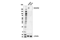 Cell Signaling Technology VEGF Receptor 2 55B11 Rabbit