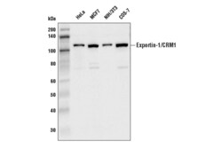 Cell Signaling Technology&nbsp;Exportin-1/CRM1 D6V7N Rabbit